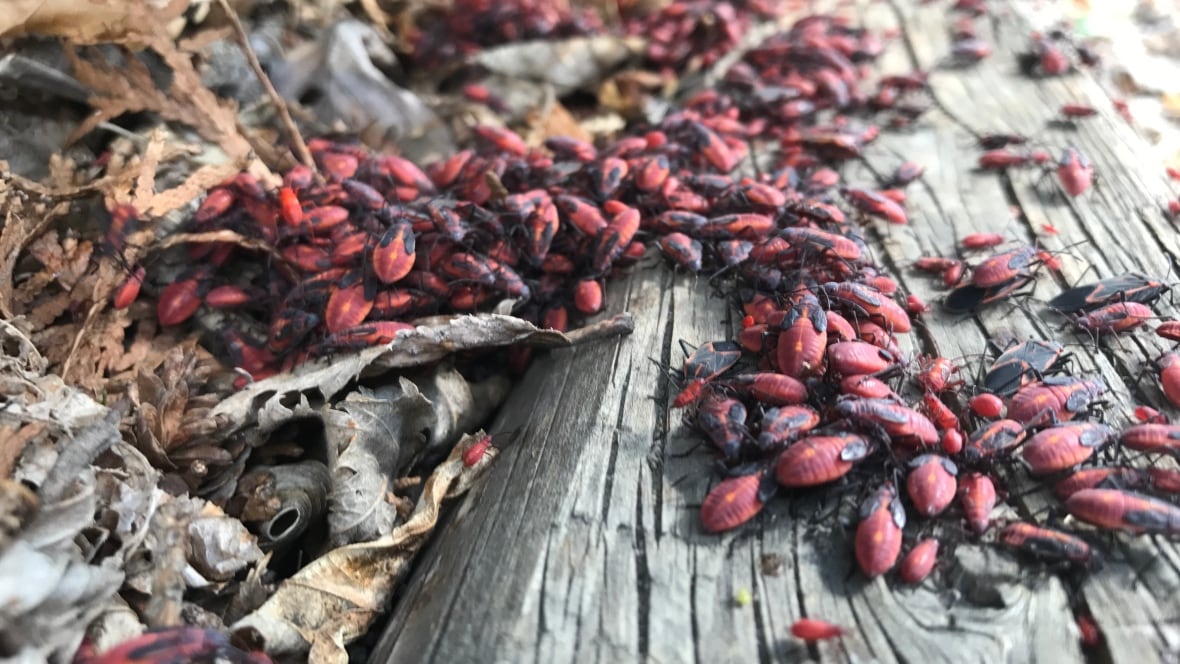 Maple bugs out in force in Regina Saskatchewan CBC News