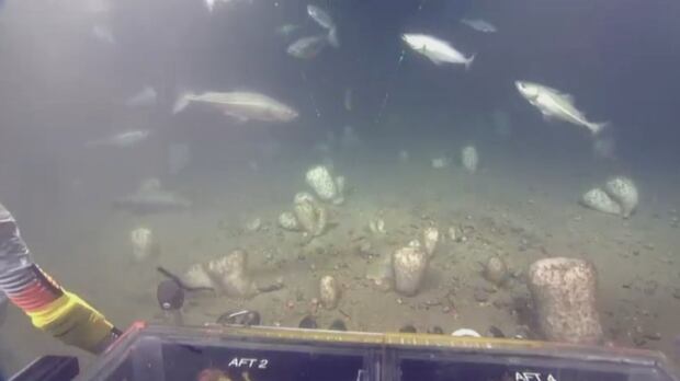 rov perspective ocean floor