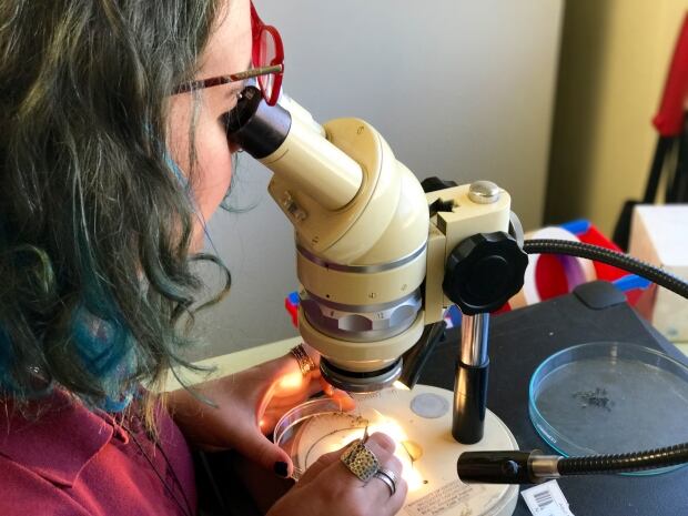 Mosquitos Lab-7