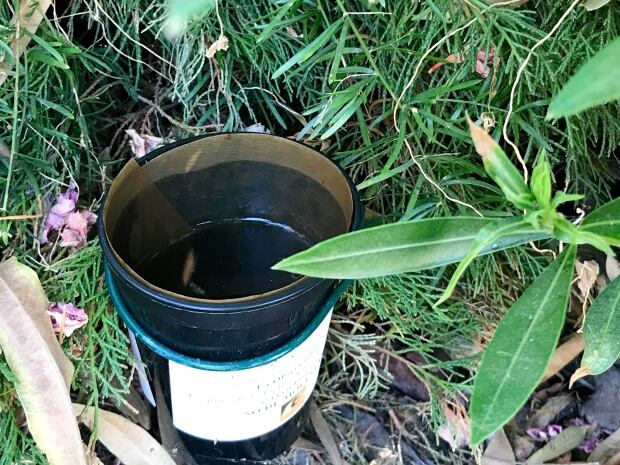 Mosquito Trap
