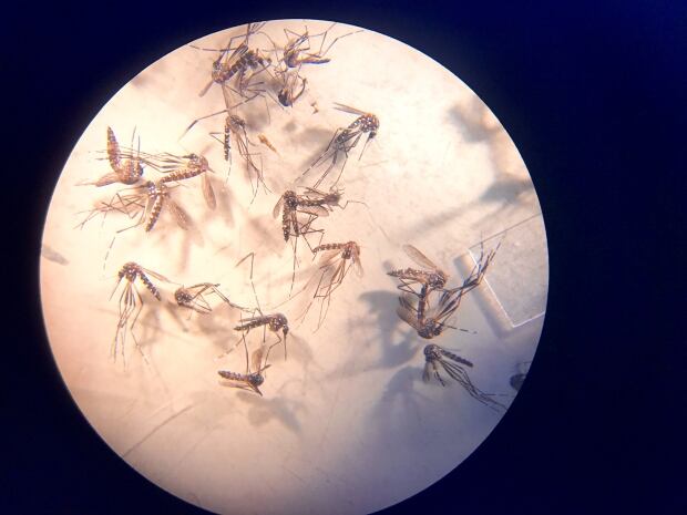 Mosquitos Lab-5