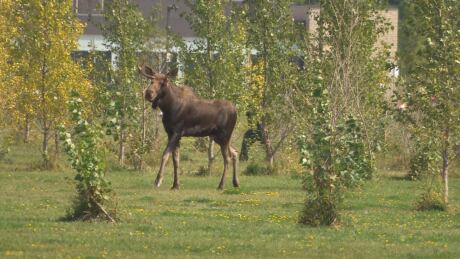 A moose was on the loose in Winnipeg near the University of Manitoba, creating lineups as football fans headed to Investors Group Field for Saturday's Banjo Bowl. Moose on the loose