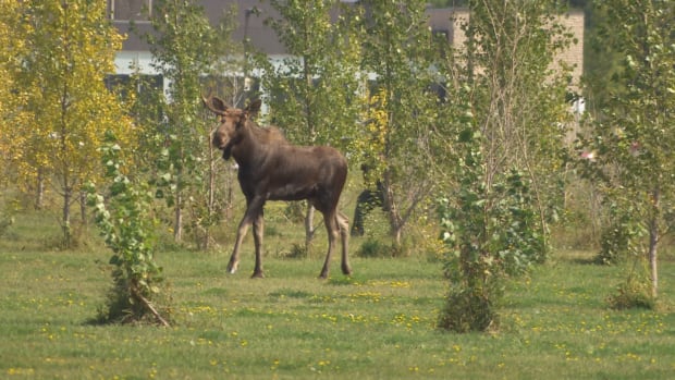 Moose on the loose