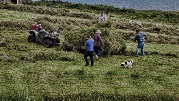 Margaret Mary Martin sent us this grand photo and a note: "Hay making time in Lord's Cove and it's still done the old fashioned way. Two scythes, a few hay picks, an old fashioned hay rake and lots of hard work. Henneburys have been making hay this way for generations."