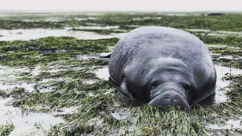 This photo provided by Michael Sechler shows a beached manatee in Manatee County, stranded after waters receded from the Florida bay as Hurricane Irma approached.
