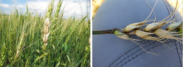 Fusarium