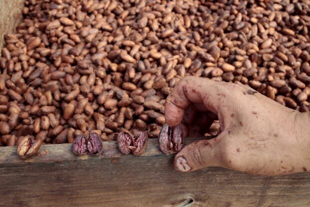 CLIMATECHANGE-COCOA/COFFEE