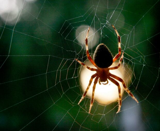 Spider at Work