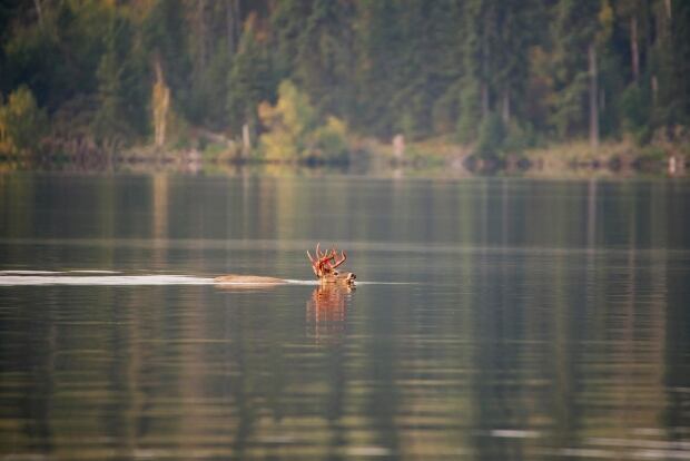 David Smith/ILEP Photography