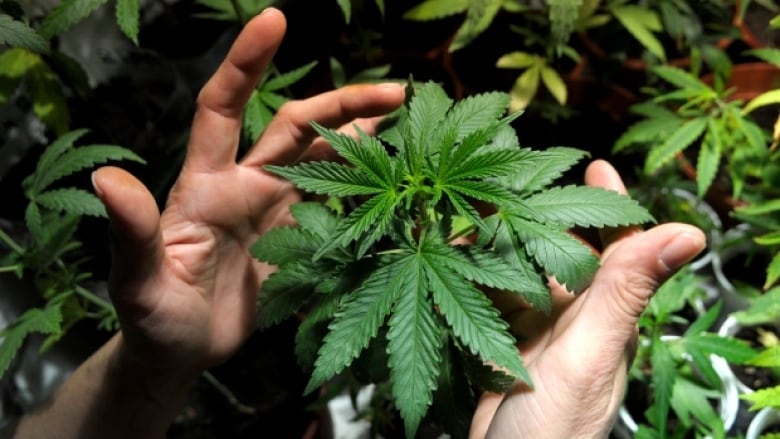 Doctors warn 'quite rare' cannabis allergies likely to rise with legalization Pot