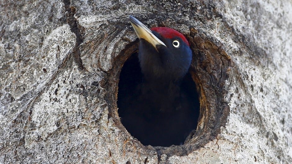 Harvard professor Jonathan Losos says woodpeckers have evolved to get grubs from wood by pecking a hole. In Madagascar, there are no woodpeckers so the aye-aye evolved to fill the grub-eating niche there.