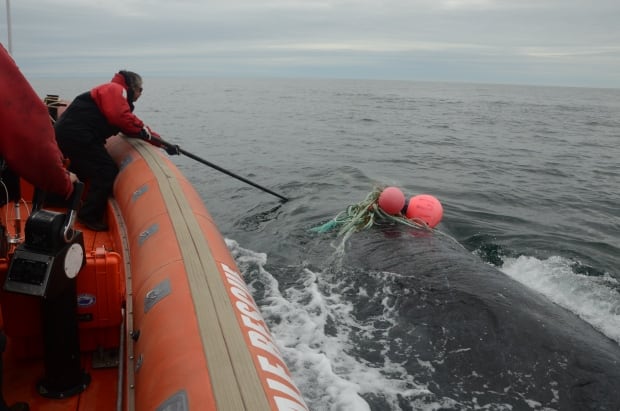 Joe Howlett rescue