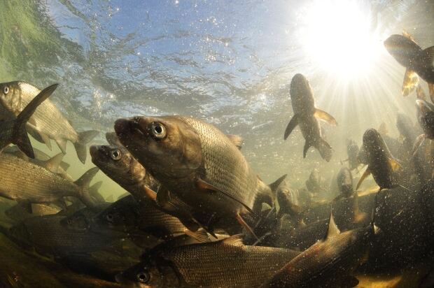 Lake whitefish