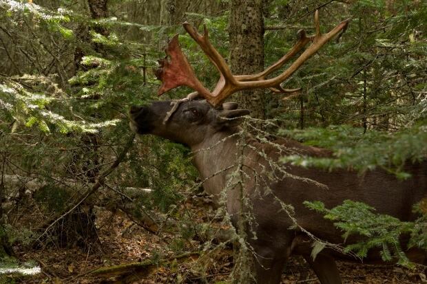 Woodland caribou, Ontario, Canada