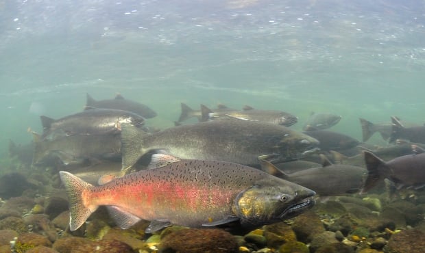 Chinook Salmon Underwater