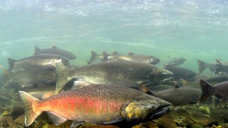 Cowichan Valley snow-pack is not large enough to provide the water that fish need to survive. Officials say a crisis for salmon is under a month away. Chinook Salmon Underwater