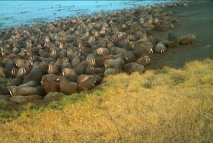 ADDITION Alaska Walrus Sea Ice