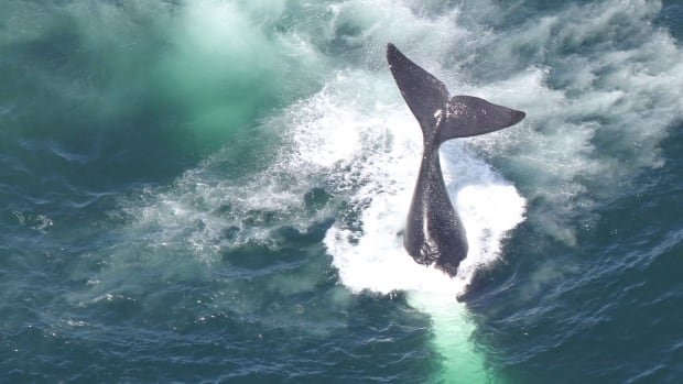 Another North Atlantic right whale has been found dead near Cape Cod, Mass.
