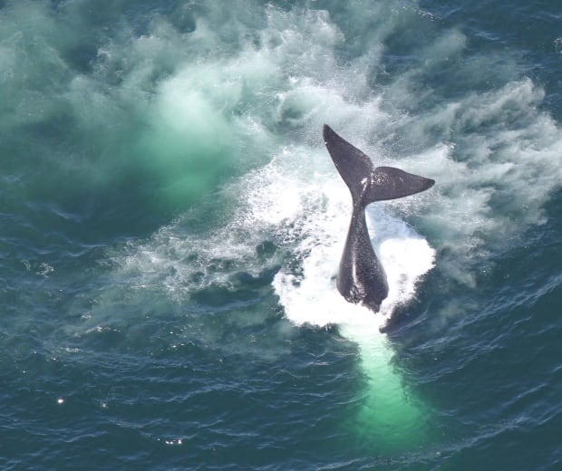 Deep Trouble right whales