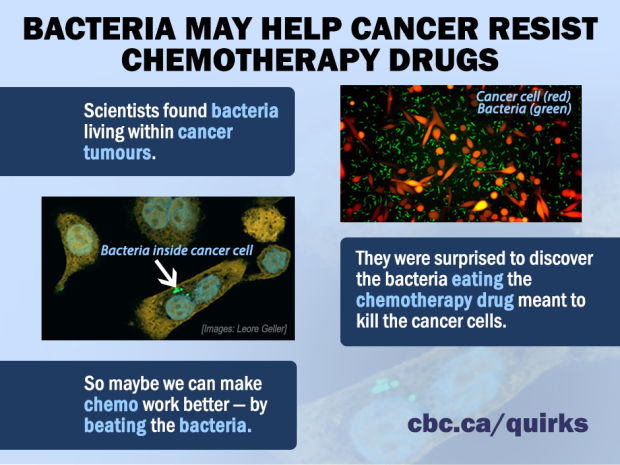 cancer bacteria infographic
