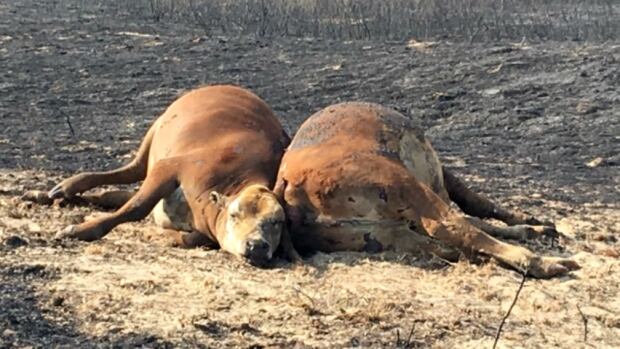 Alberta grass fire cows