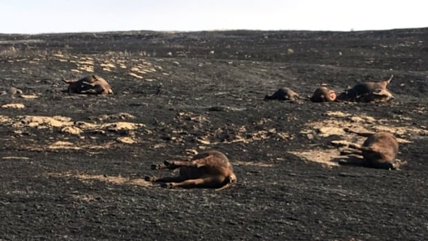Alberta grass fire cows