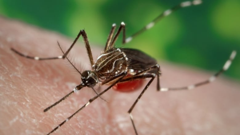 A mosquitoes sits on the skin.