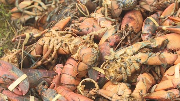 dumped lobster
