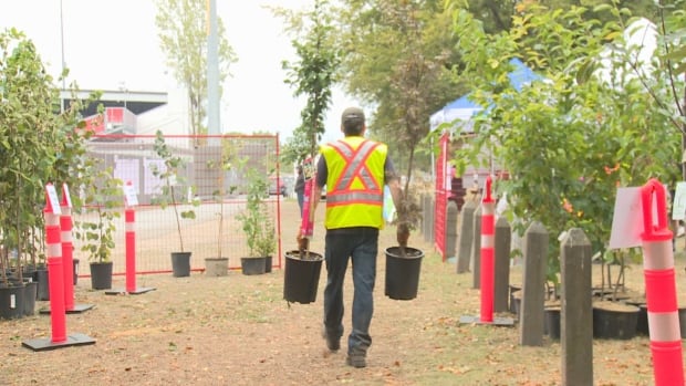 Trees For Sale Kitchener Waterloo Trees For Sale Kitchener Waterloo