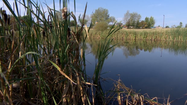 Dundonald pond rushes
