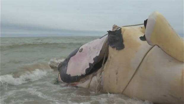 Dead North Atlantic right whale