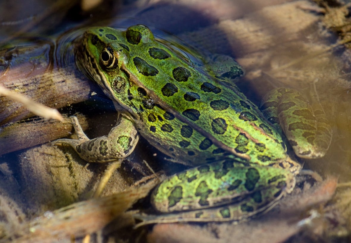 Northern leopard frog.