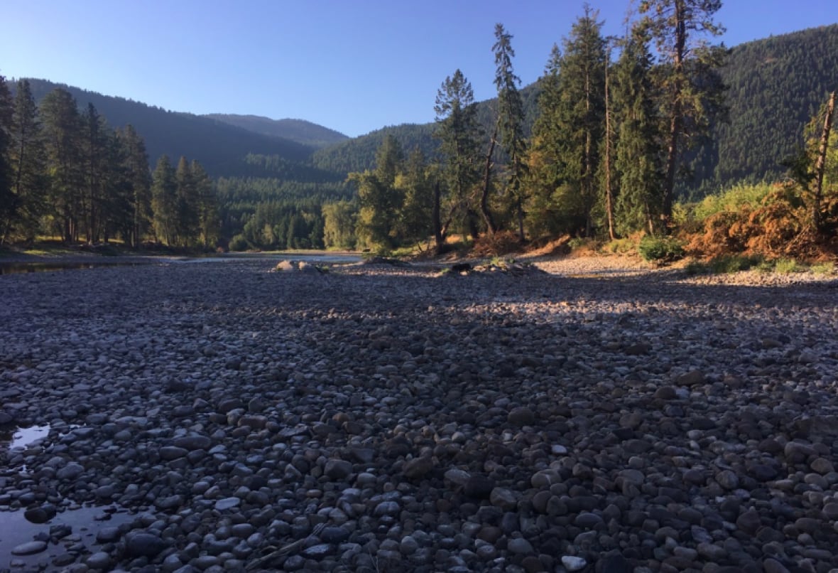 Invasive smallmouth bass reported in Kettle River system CBC News