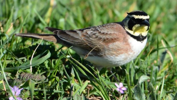 123 birds die at fort hills oilsands project in northern 123 birds die at fort hills oilsands project in northern