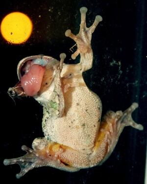 Frog Insect