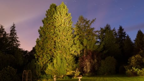 McCabe Spruce