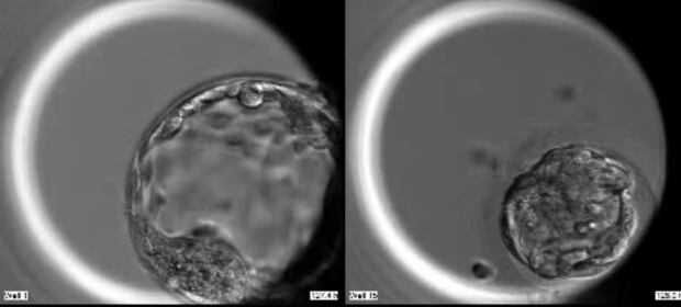 Edited embryos