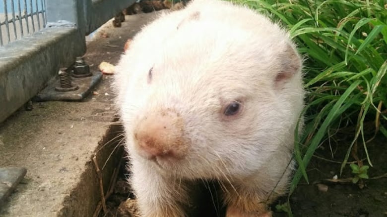 RIP Wiarton Willie: Spring prognosticator dies at 13 | CBC News