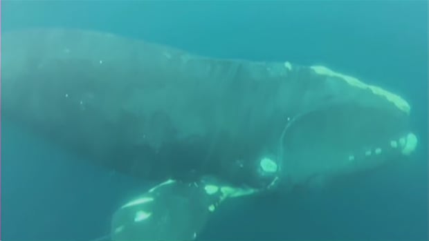 North Atlantic Right whale