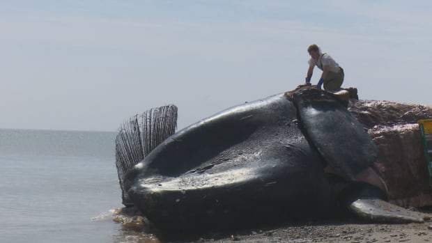 14 whales
