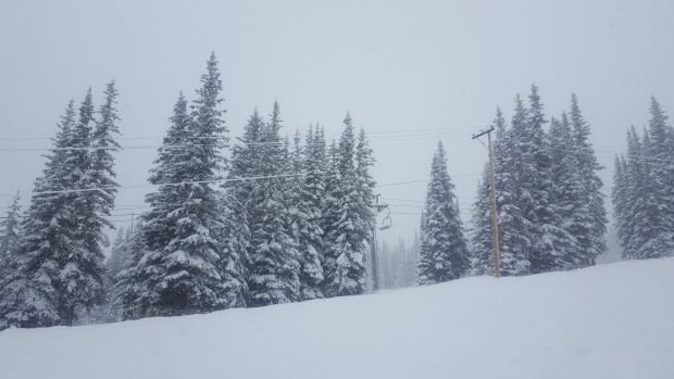 Marmot snow