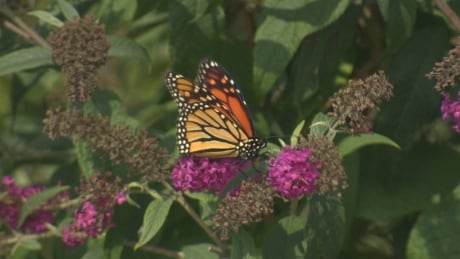 A monarch butterfly feasts on nectar near Woodbine beach, fuelling up for a 4000 kilometre trek to Mexico for the winter. Monarch butterfly