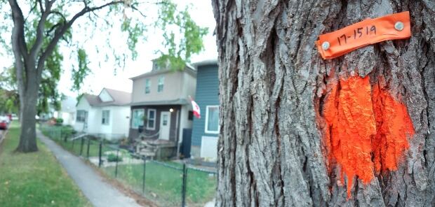 Martha Barwinsky, City of Winnipeg forester