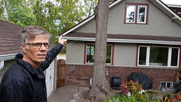 John Drabble, Dutch elm tree removal