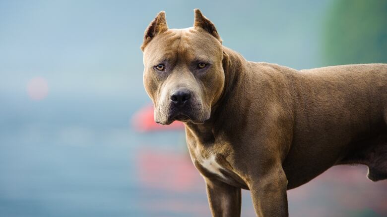 american pitbull terrier dangerous