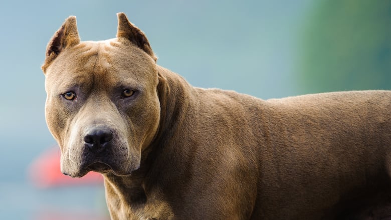Pit bull looks ahead.