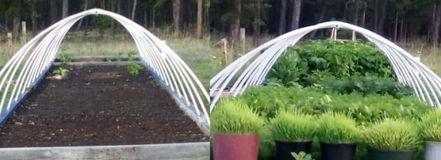 Christ Bartsch root heater