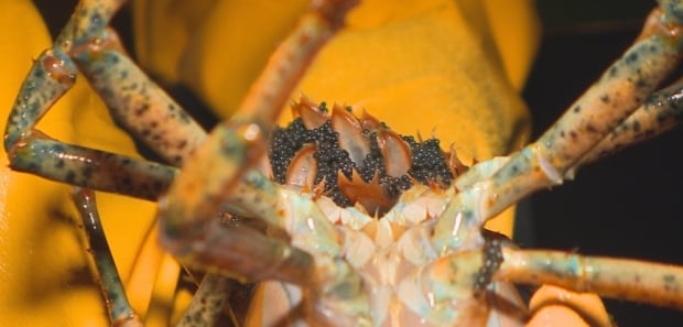 lobster eggs