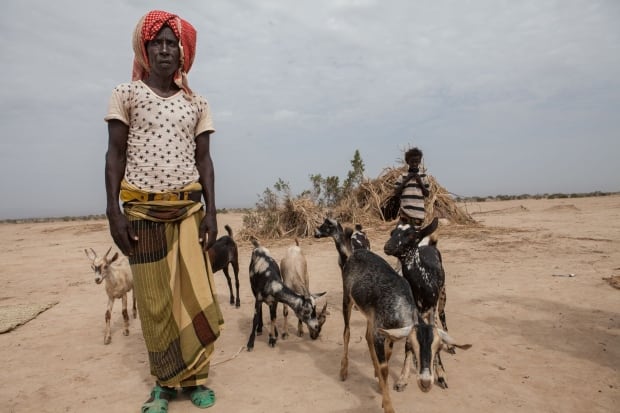 MCC aid/goats in Ethiopia