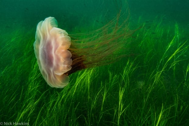 100 wild islands nature trust